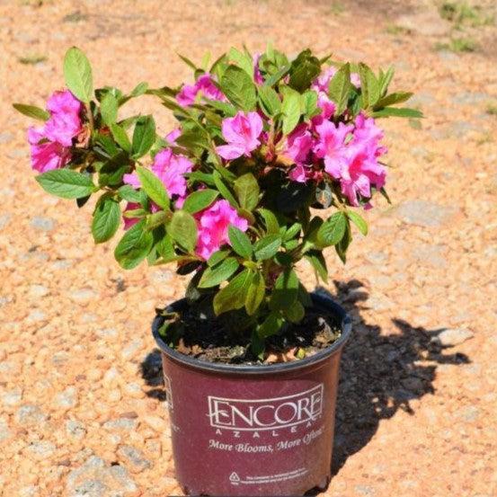 Rhododendron 'Conlec'  - Encore® Autumn Royalty™ Azalea