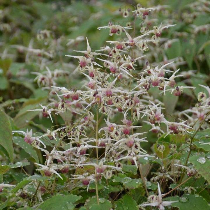 Epimedium 'Domino'  - Domino Barrenwort