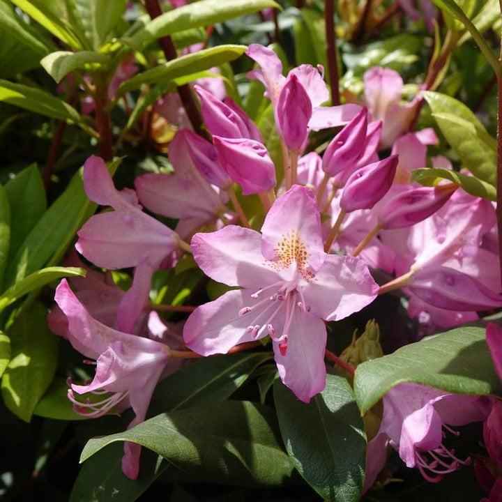 Rhododendron maximum 'Independence'  - Independence Rosebay Rhododendron