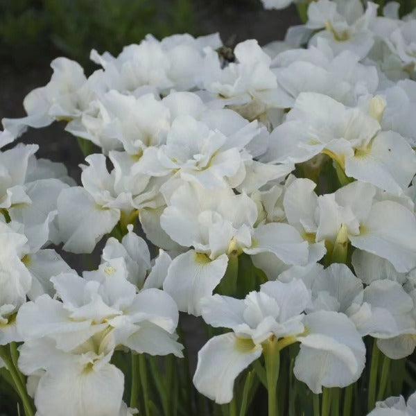 Iris sibirica 'Swans in Flight'  - Swans In Flight Siberian Iris