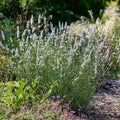 Lavandula x intermedia 'Hillav'  - Exceptional™ Lavender