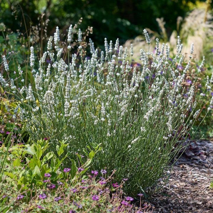Lavandula x intermedia 'Hillav'  - Exceptional™ Lavender