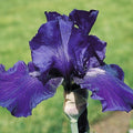 Iris germanica 'Dashing'  - Dashing Bearded Iris