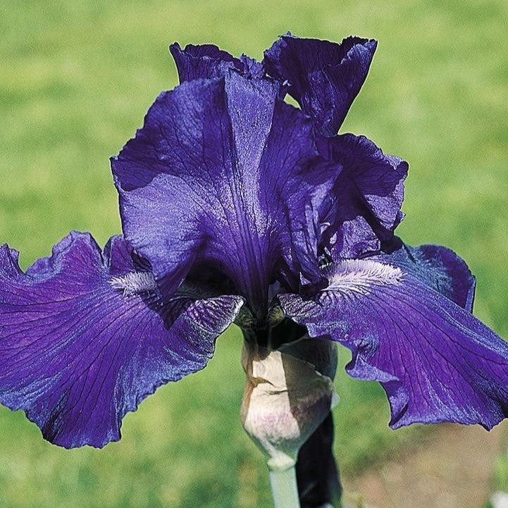 Iris germanica 'Dashing'  - Dashing Bearded Iris