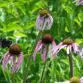 Echinacea pallida  - Pale Purple Coneflower
