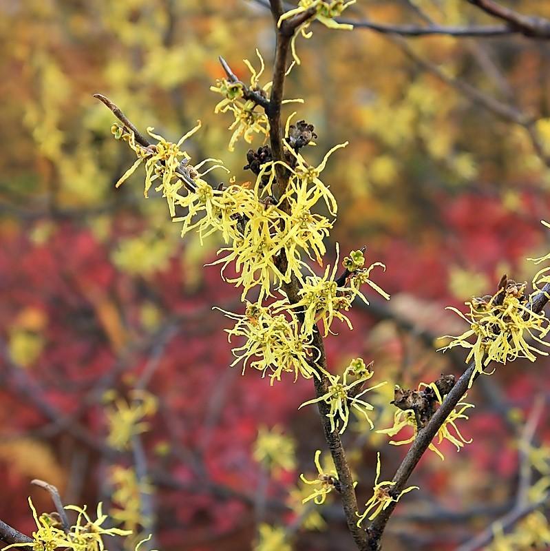 Hamamelis virginiana  - Witch Hazel
