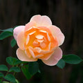 Rosa 'Ausursula'  - The Lark Ascending® Rose