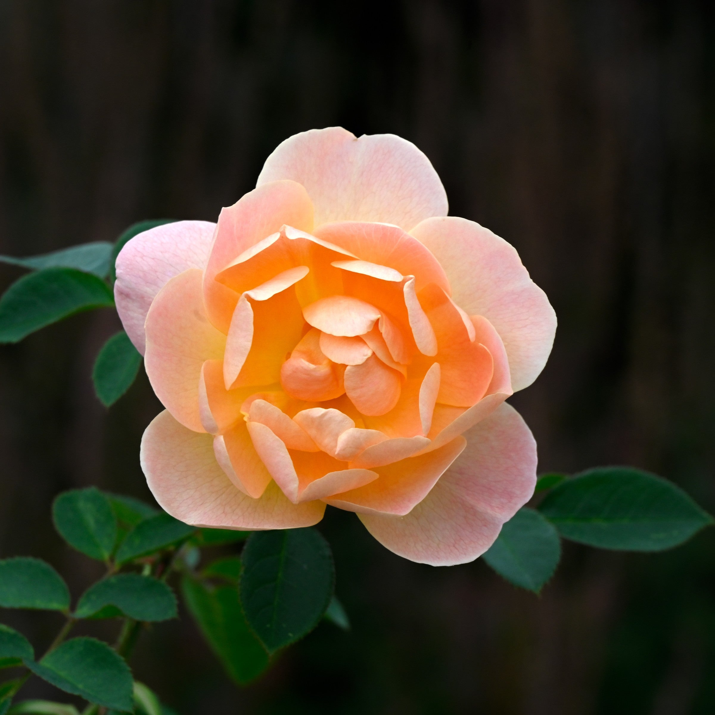 Rosa 'Ausursula'  - The Lark Ascending® Rose