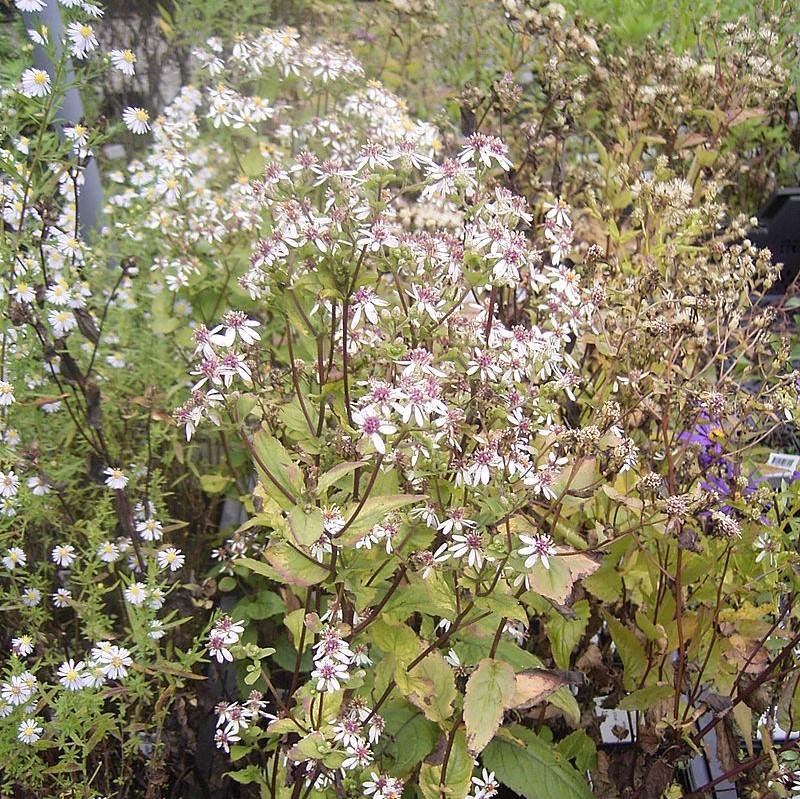 Aster divaricatus  - White Wood Aster