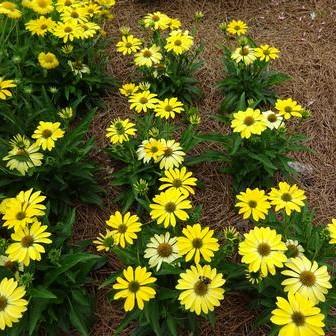 Echinacea 'Balsomsolst'   - Sombrero® Summer Solstice Coneflower