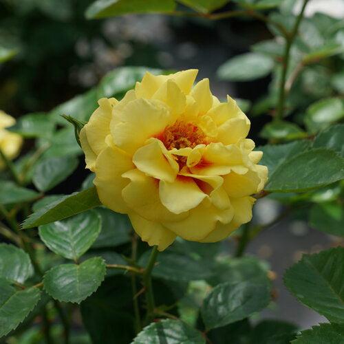 Rosa x 'ChewGateway' - Rise Up® Ringo® Climbing Rose – Green Valley ...