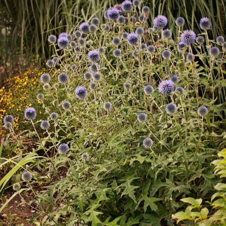Echinops bannaticus 'Blue Glow'  - Blue Glow Globe Thistle