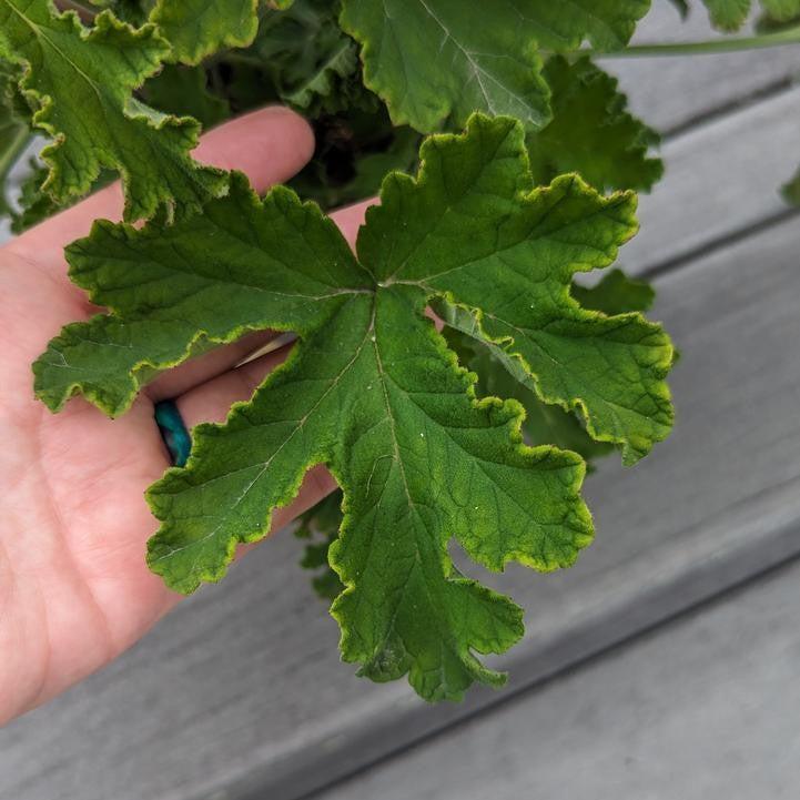 Pelargonium graveolens 'Sweet Mimosa'  - Sweet Mimosa Scented Geranium