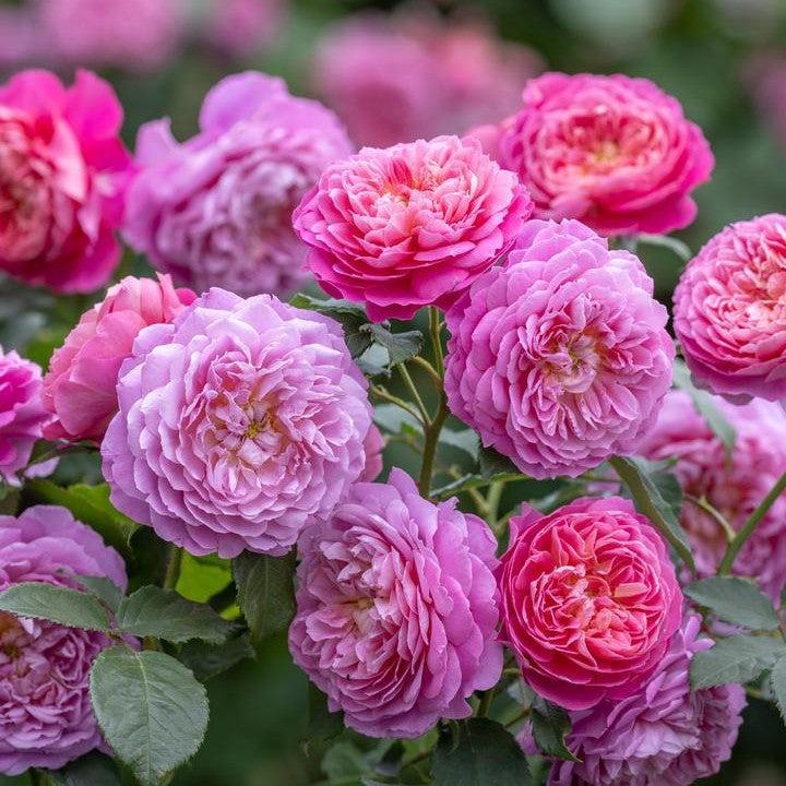 Rosa 'Ausb44a16'  - Emma Bridgewater™ Rose