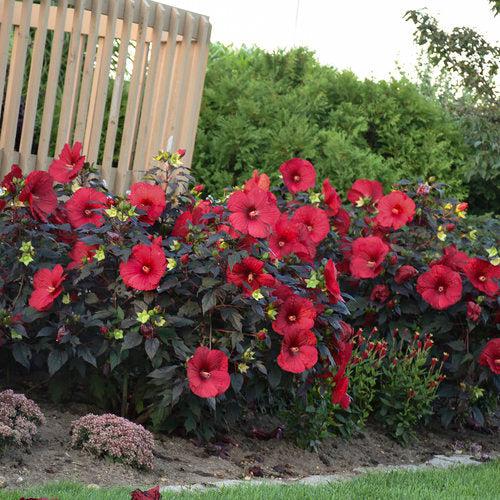 Hibiscus 'Holy Grail'  - Summerific® Holy Grail Hibiscus