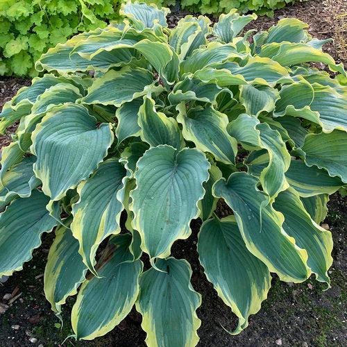 Hosta 'Voices in the Wind'  - PW® Shadowland® Voices in the Wind Hosta
