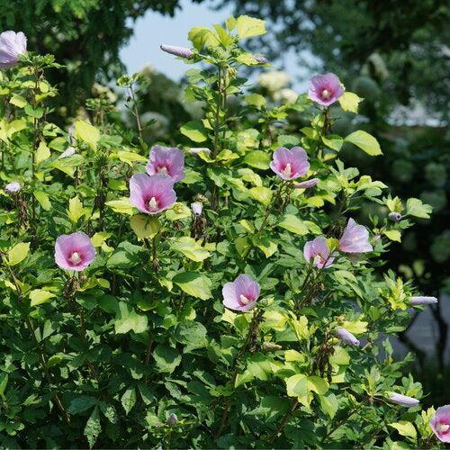 Hibiscus syriacus 'Minpapan1  - PW® Paraplu Adorned® Rose of Sharon