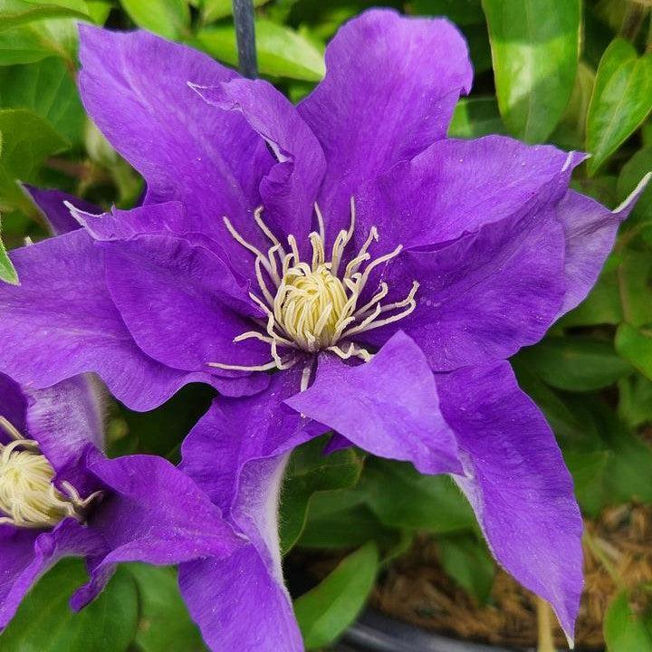 Clematis 'Evipo099'  - Boulevard® Olympia™ Clematis