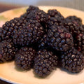 Rubus 'Bristol'  - Bristol Black Raspberry