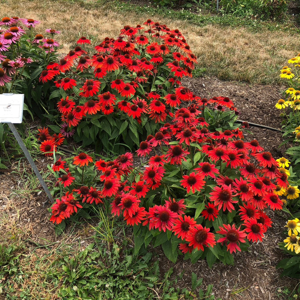Echinacea x 'Balsomanita' PPAF  - Sombrero® Sangrita Coneflower