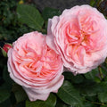 Rosa 'Meiffable'  - Martha Stewart™ Rose