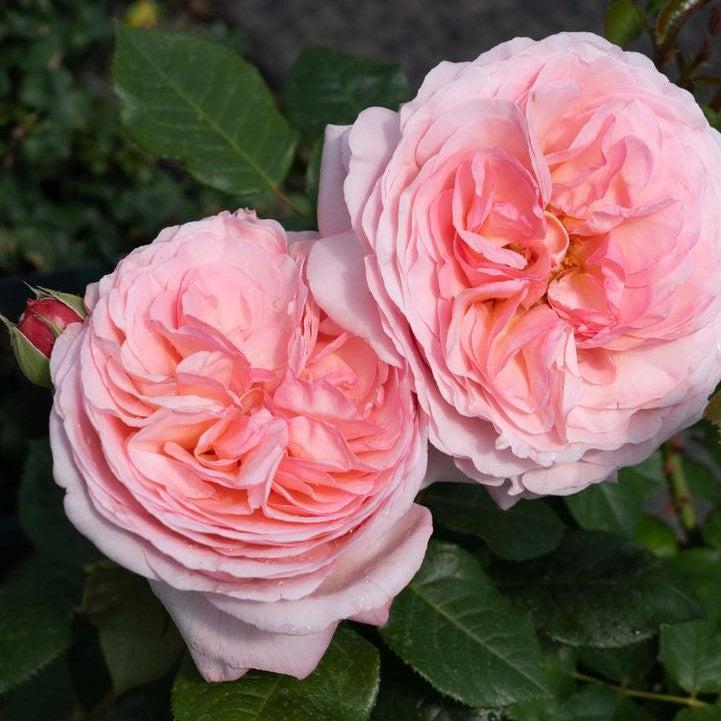 Rosa 'Meiffable'  - Martha Stewart™ Rose