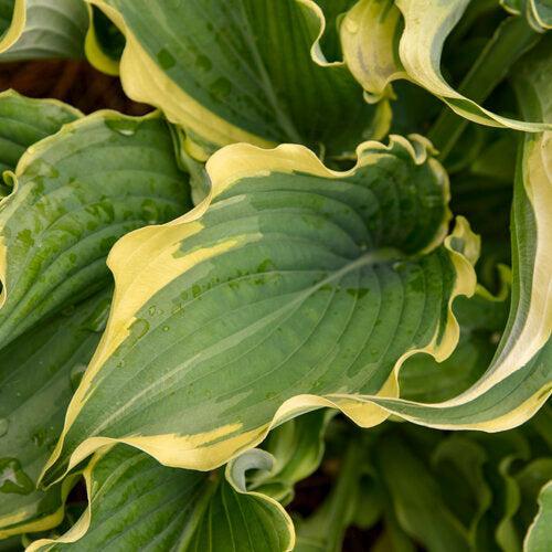 Hosta 'Voices in the Wind'  - PW® Shadowland® Voices in the Wind Hosta