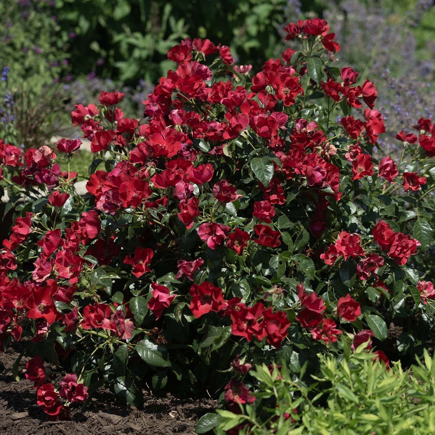 Rosa 'Meidelvega'  - Scarlet Drift® Rose