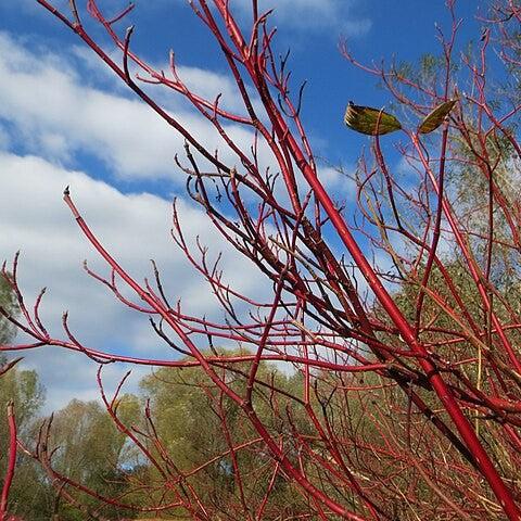 Cornus sericea 'Cardinal'  - Cardinal Dogwood