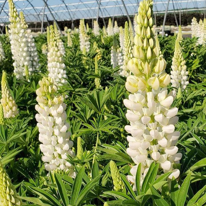 Lupinus 'Noble Maiden'  - Noble Maiden Lupine