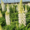 Lupinus 'Noble Maiden'  - Noble Maiden Lupine