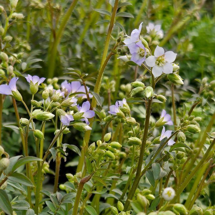 Polemonium reptans  - Jacob's Ladder