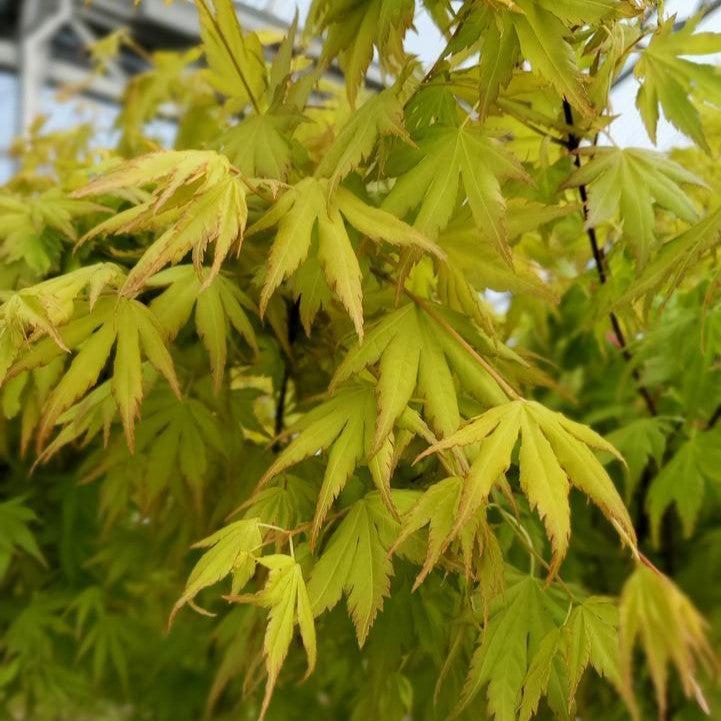 Acer palmatum 'Orange Dream'  - Orange Dream Japanese Maple