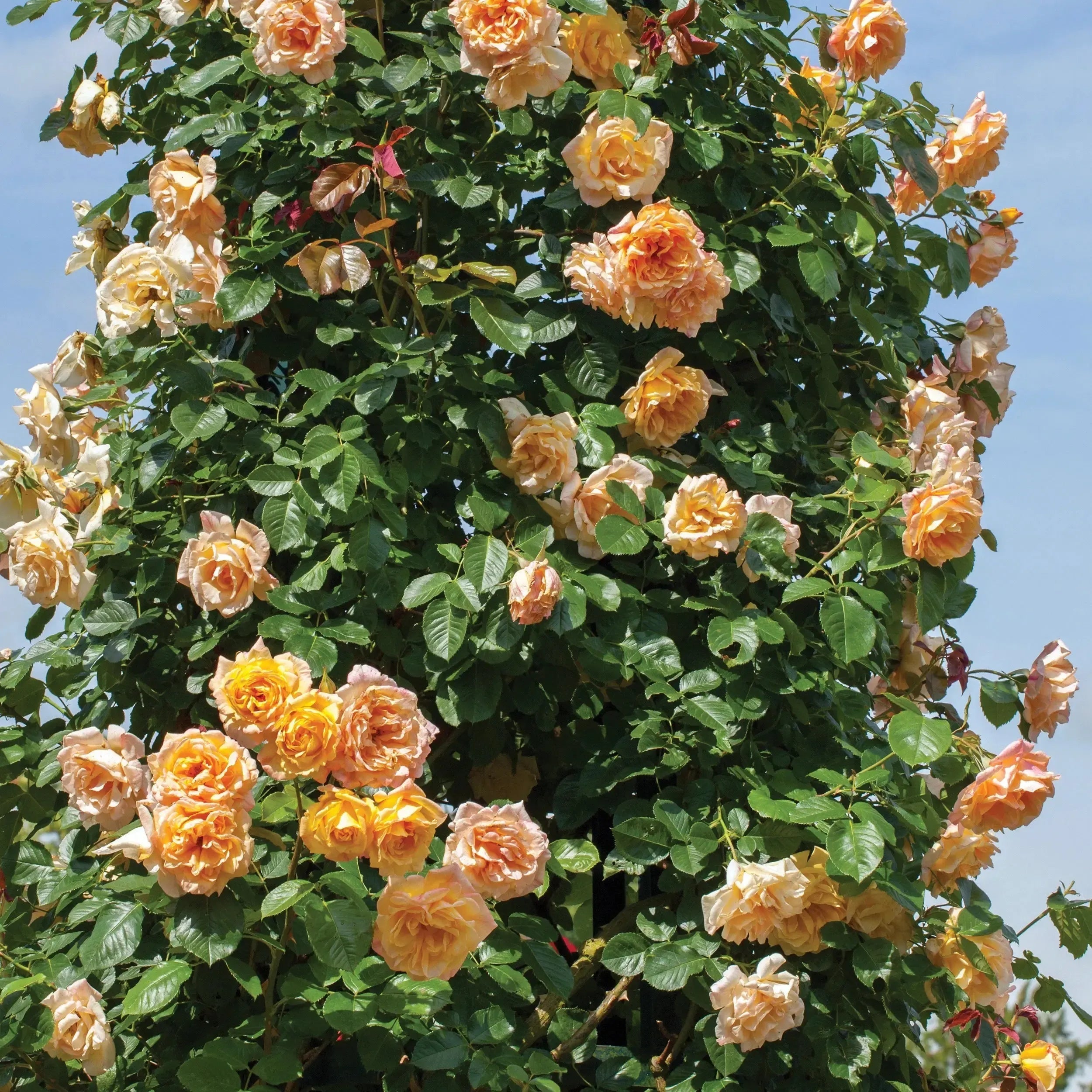 Rosa 'Meivaleir'  - Garden Sun™ Climbing Rose
