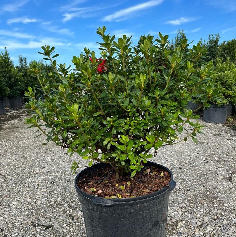 Rhododendron ‘Robleza’  - Encore® Autumn Bonfire™ Azalea
