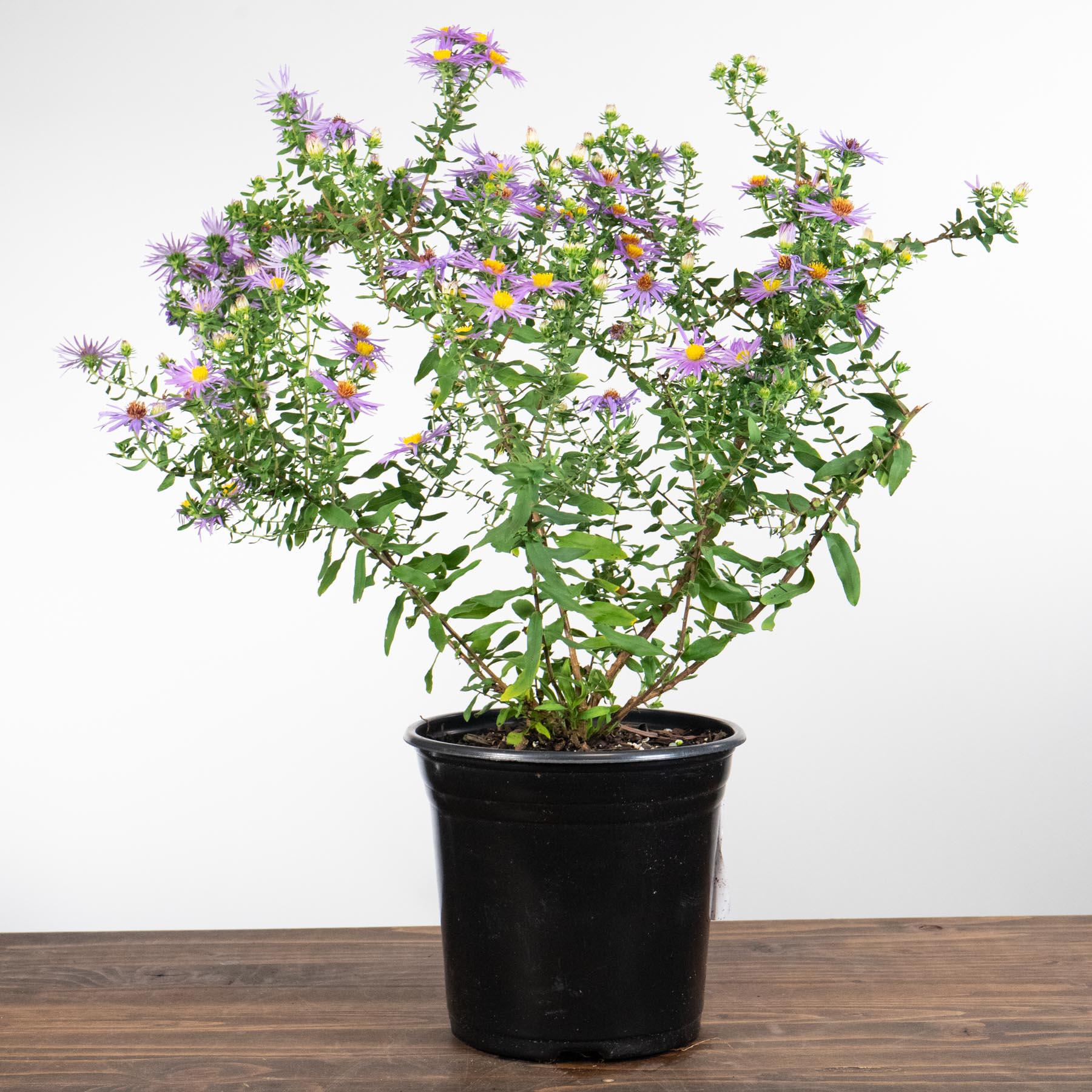 Aster oblongifolius 'Raydon's Favorite'  - Raydon's Favorite Aromatic Aster