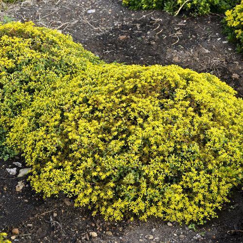 Yellow Brick Road Stonecrop (Sedum) — Low-Growing Drought-Tolerant Succulent