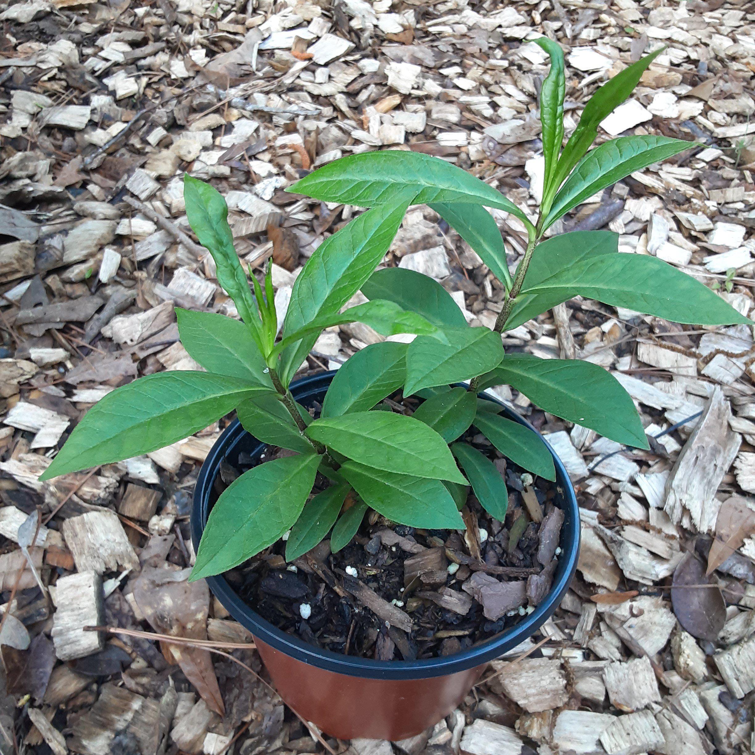 Phlox paniculata ‘Jeana’  - Jeana Garden Phlox