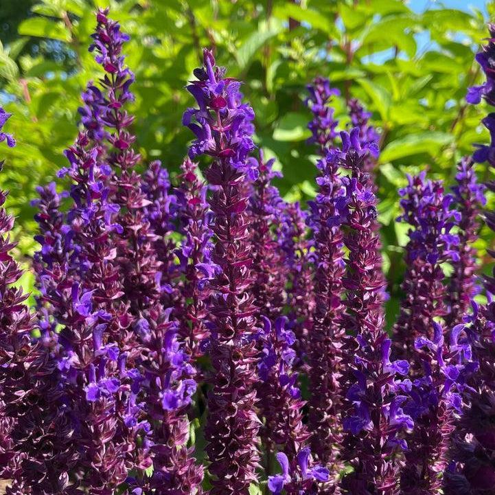 Salvia x nemorosa 'Balsalpur154'  - Perpetual Purple™ Meadow Sage