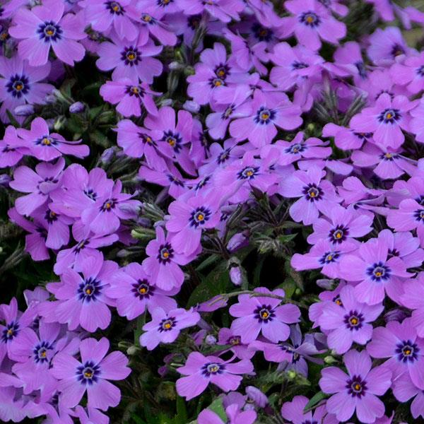 Phlox subulata 'Eye Shadow'  - Eye Shadow Creeping Phlox