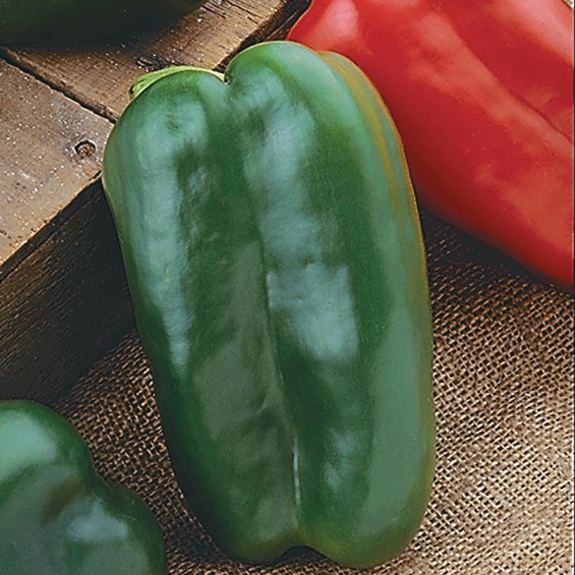 Capsicum annuum 'Big Bertha'  - Big Bertha Pepper