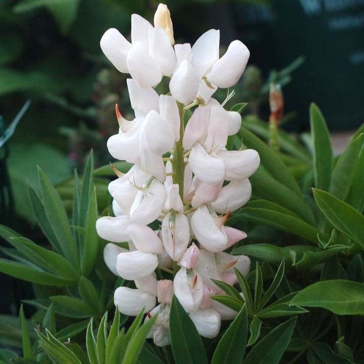 Lupinus 'Noble Maiden'  - Noble Maiden Lupine