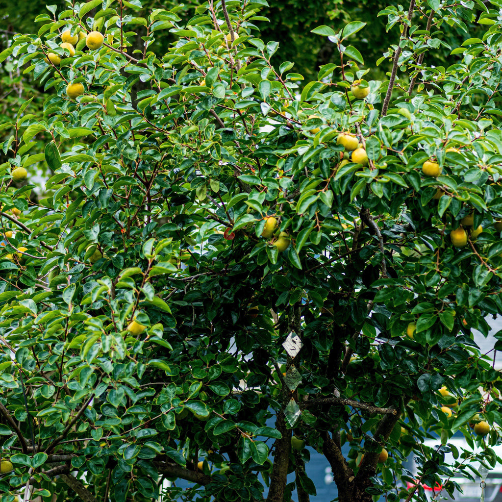 Diospyros virginiana  - Persimmon