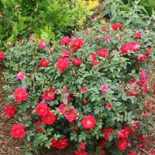 Rosa x 'ChewPatout'  - Oso Easy® Urban Legend® Rose