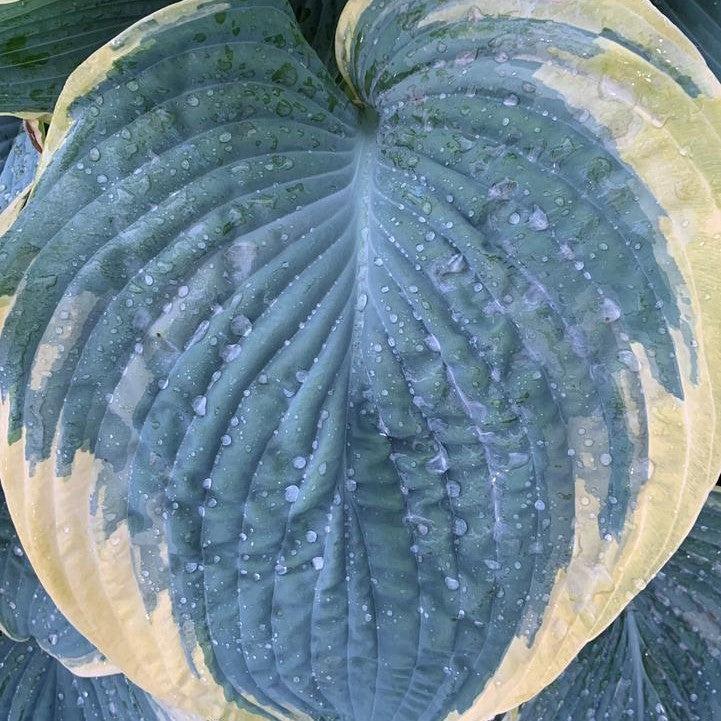 Hosta 'Gigantosaurus'  - PW® Shadowland® Gigantosaurus Hosta