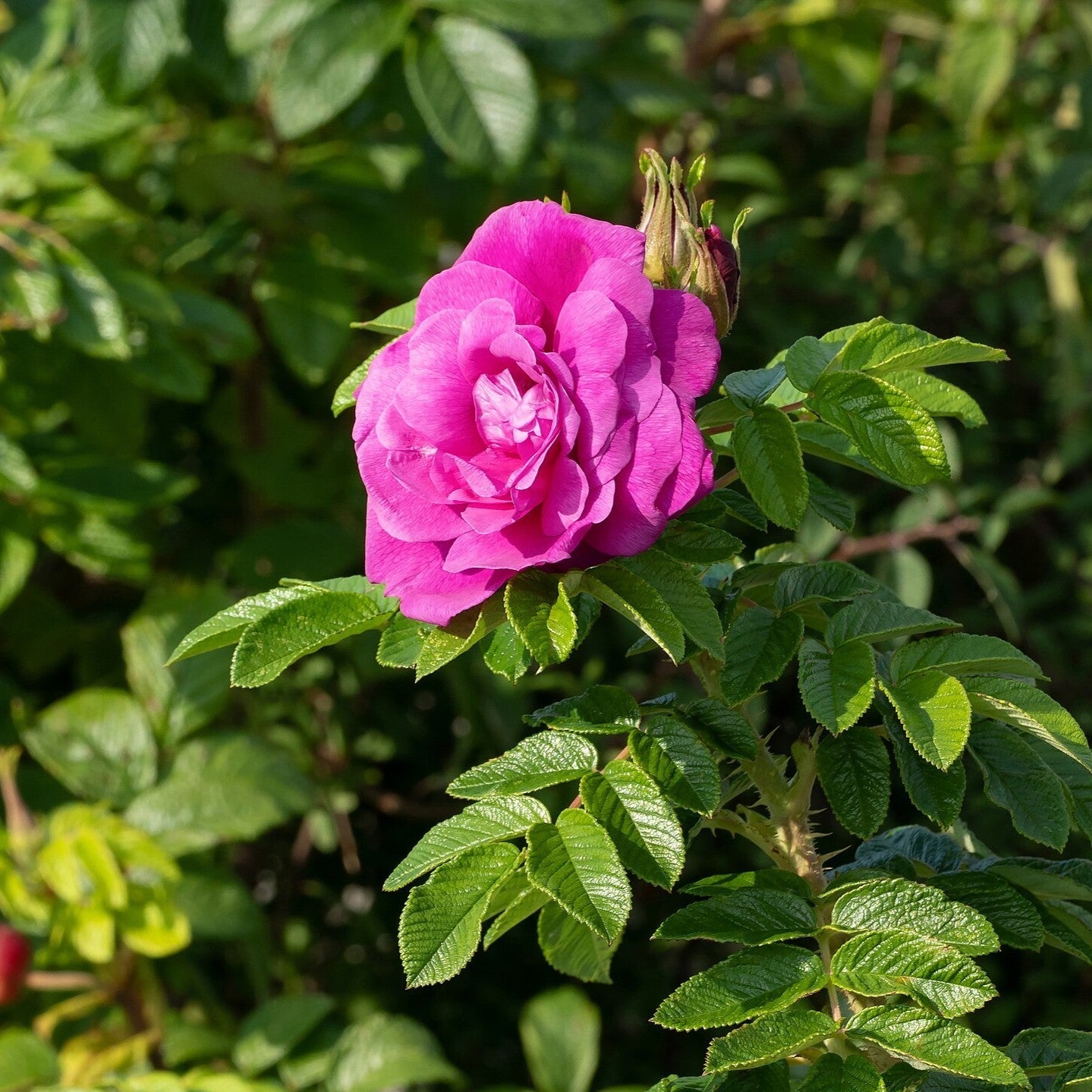 Rosa rugosa 'Hansa'  - Hansa Rugosa Rose