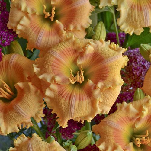 Hemerocallis 'Orange Smoothie'  - Rainbow Rhythm® Orange Smoothie Daylily