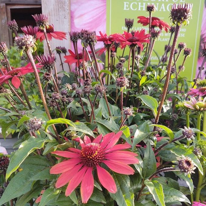 Echinacea 'Panama Red'  - Panama® Red Coneflower