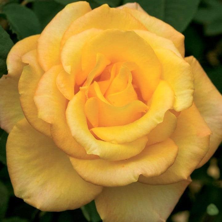 Rosa 'Aroyqueli'  - Gold Medal® Rose