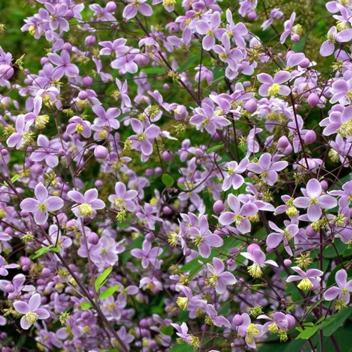 Thalictrum rochebruneanum  - Giant Meadow-Rue